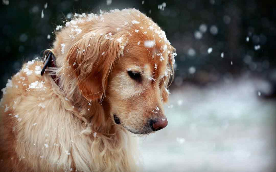 Vanha koira lumisateessa